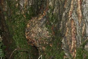 Korallenartiger Auswuchs Erle und Symbiont Frankia